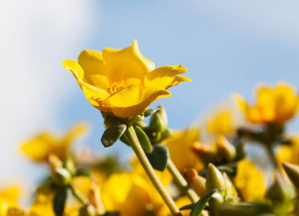 藥食兩用的馬齒莧，有5方面的藥理作用，很多人可以從中獲益