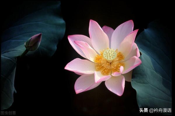 荷花與鳥兒的美麗邂逅