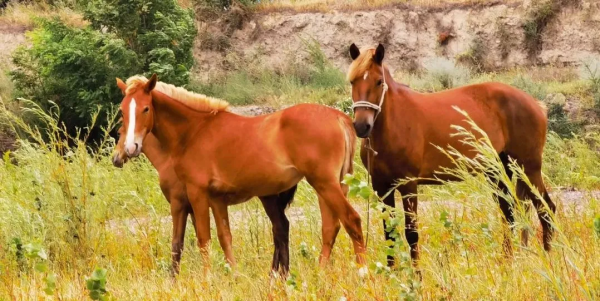 美麗新疆——伊犁馬