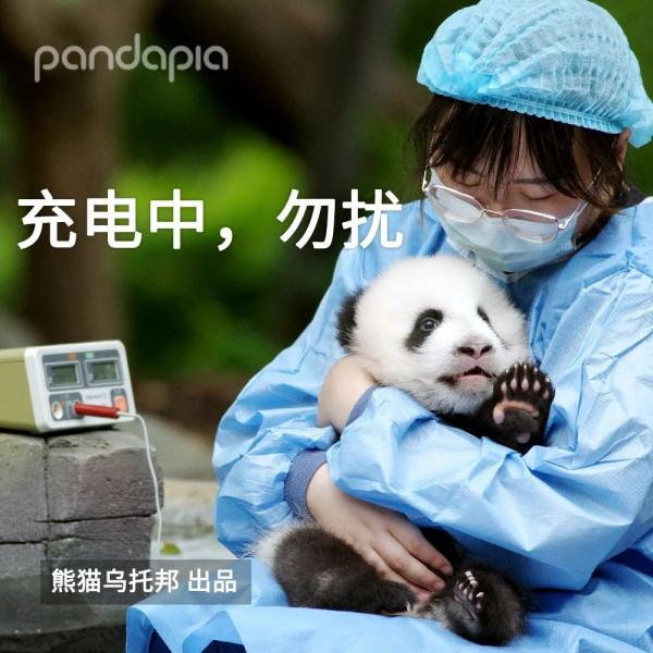 今天，來說說如何給大熊貓“充電”