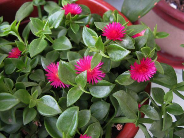 11種“美食花”,擠擠種上一盆,“色香味”俱全 11種“美食花”,擠擠種上一盆,“色香味”俱全