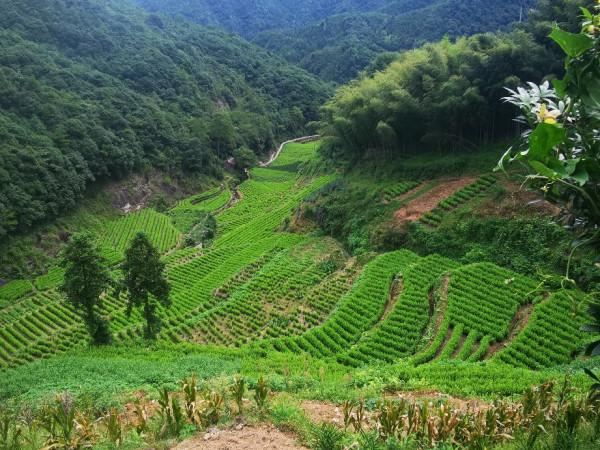 在深山的更深處，浙江農村都是別墅嗎？一一老婆的孃家