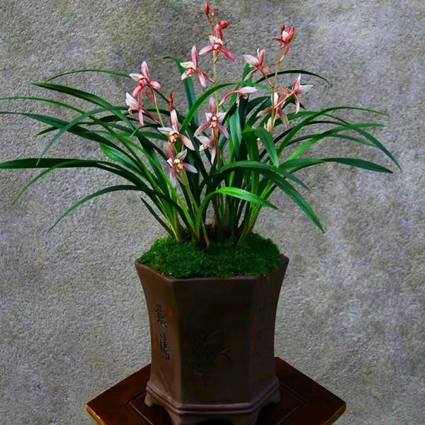 “18種”勤花勤苗的蘭花，價格不貴好養活，香味濃郁開品漂亮