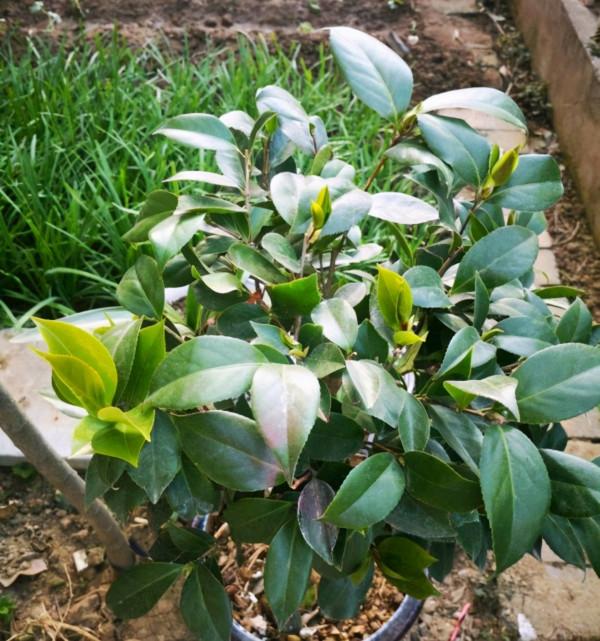 茶花還沒長花苞?適當“虐一虐”,空枝變花枝 茶花還沒長花苞?適當“虐一虐”,空枝變花枝