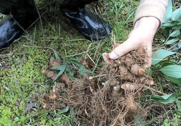 農村“新騙局”出現，有不少人入坑，5個專案大家注意別碰