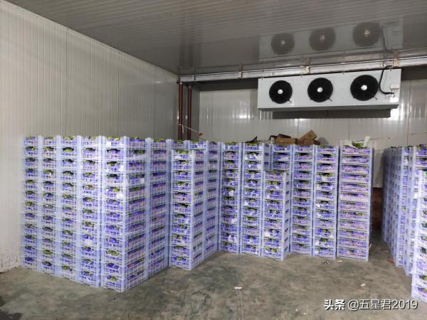 優質葡萄品種的盡頭，要麼是品牌，要麼“啥也不是”