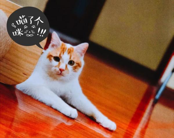 當代青年社交新本領:記住同事的寵物名 當代青年社交新本領:記住同事的寵物名