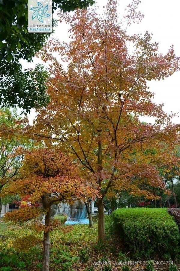 楓香樹、北美楓香、美國紅楓、三角楓，如何“楓”得清？