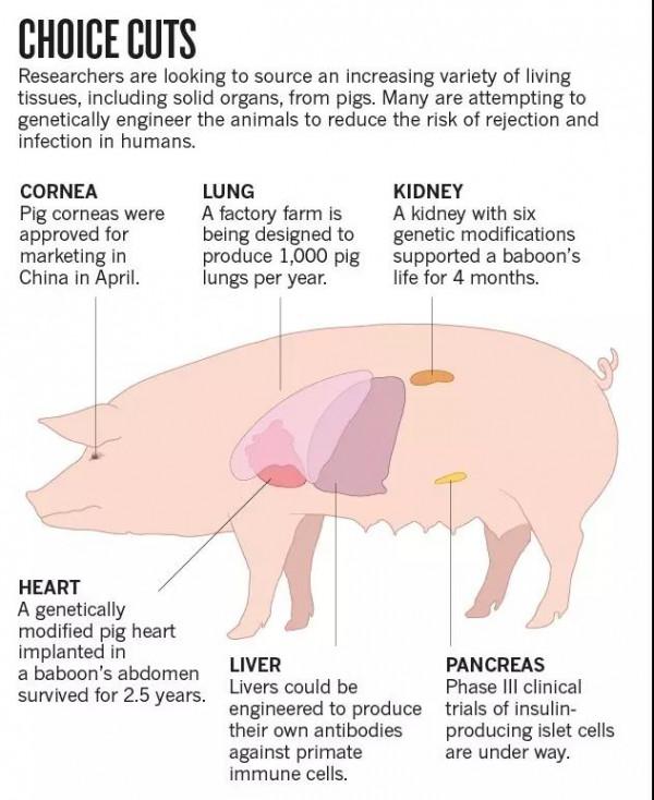 重磅!世界首例豬腎臟移植人體手術成功!目前無排斥反應 重磅!世界首例豬腎臟移植人體手術成功!目前無排斥反應