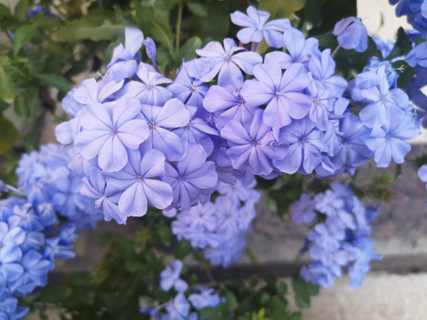 常見的“便宜花”,幾塊錢買回家,還能養成“棒棒糖” 常見的“便宜花”,幾塊錢買回家,還能養成“棒棒糖”