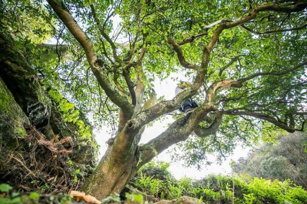 雲南篇&mdash;滄瀾古茶