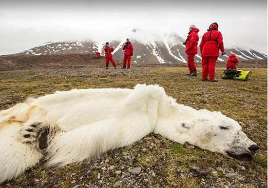 北極凍土融化，古老病菌復活多可怕？科學家：還有比這更可怕的
