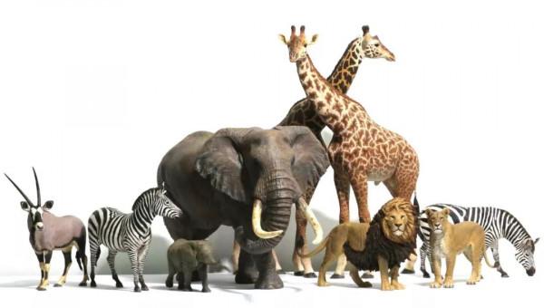 愛狗的朋友請正視：你的寵物狗，在他人眼中就只是個動物