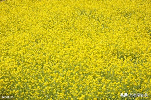 油菜直播與育苗移栽有哪些區別？需要什麼樣的技術措施