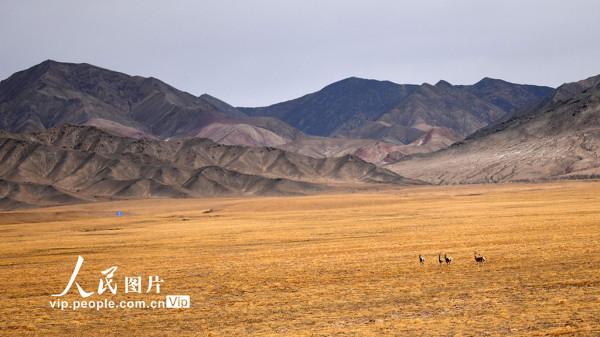 甘肅阿克塞：野生動物的樂園