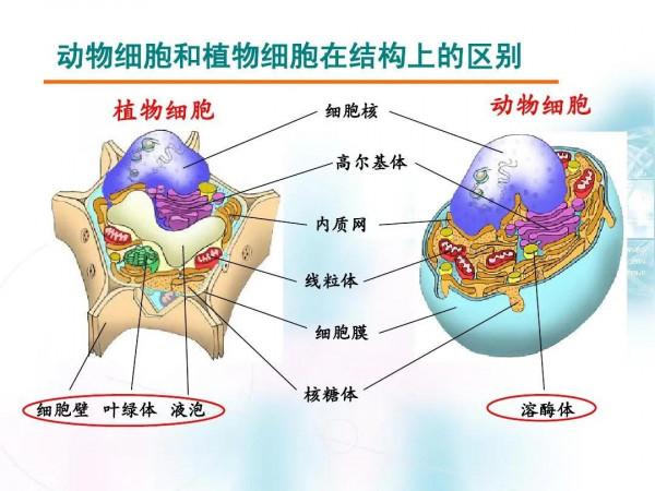 學習強國生物類（有絲分裂/線粒體/細胞膜）題目區分技巧，學起來