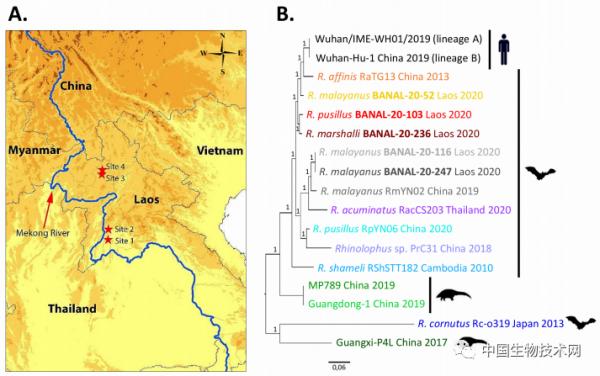 法老科學家在寮國發現迄今為止和新冠病毒最接近的冠狀病毒，同樣具有感染人類細胞的潛力
