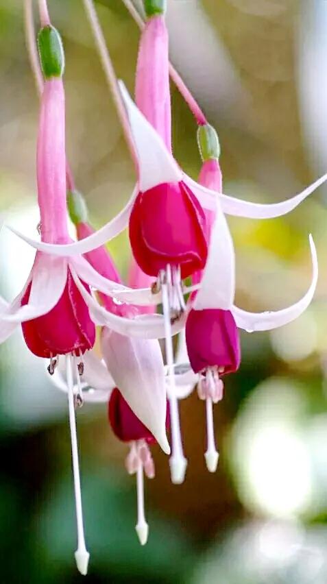 分享：千奇百堅、多姿多彩奪目的奇花，愛上了