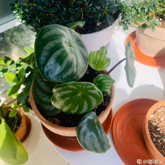 西瓜皮椒草暗淡無光,掌握這5步養護,家裡也能賞“西瓜” 西瓜皮椒草暗淡無光,掌握這5步養護,家裡也能賞“西瓜”
