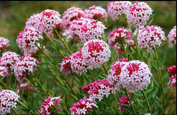 100種有毒的花和果，生活中很常見，出門要小心，避免受傷害