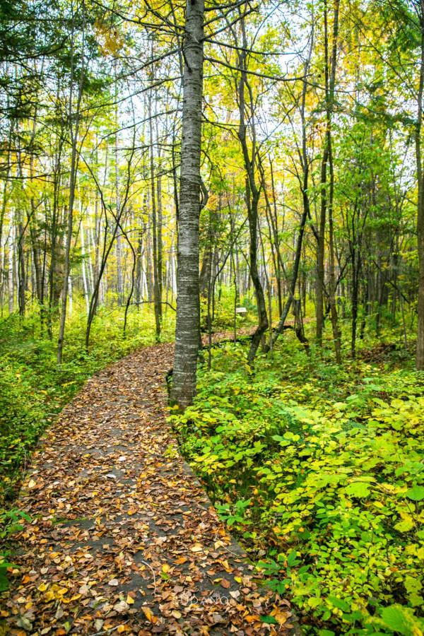 一根野山參800元？綁紅繩、供奉山神，長白山挖參人的千古規矩