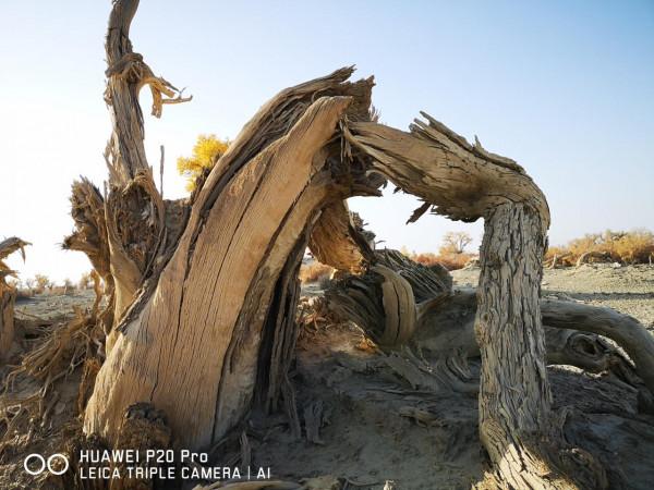 曾經無條件地拜倒在胡楊林的“腳”下