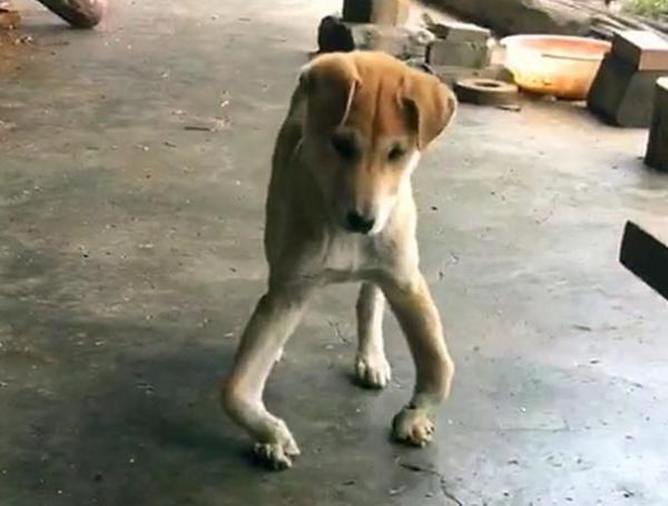 狗狗有這些特徵,主人別忽視了,這是缺“維生素”了 狗狗有這些特徵,主人別忽視了,這是缺“維生素”了