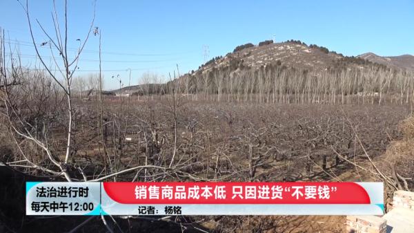 太缺德！果農辛苦耕種一年的水果，剛摘下來就被盜走上千斤