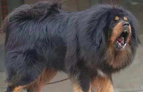 遠去的小鐵包金(一個關於藏獒的感人故事) 遠去的小鐵包金(一個關於藏獒的感人故事)