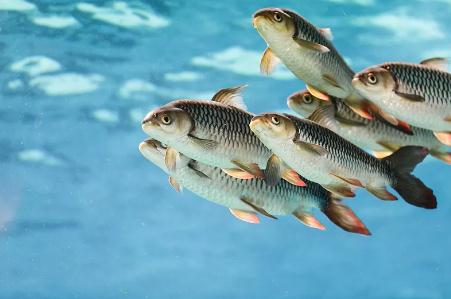 魚吃對了能養血管!吃哪種、怎麼吃,有講究,別弄錯~尤其是這3種魚,會傷身 魚吃對了能養血管!吃哪種、怎麼吃,有講究,別弄錯~尤其是這3種魚,會傷身