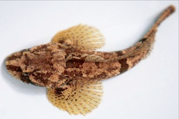 鱸魚分為四大類,海鱸魚與河鱸魚有何區別?看一遍就認識了 鱸魚分為四大類,海鱸魚與河鱸魚有何區別?看一遍就認識了