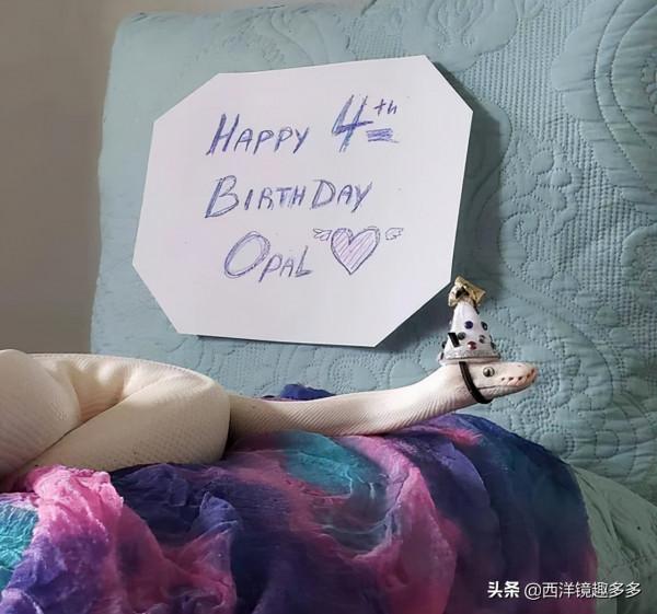 當寵物蛇戴了小帽子，原來可以這麼萌