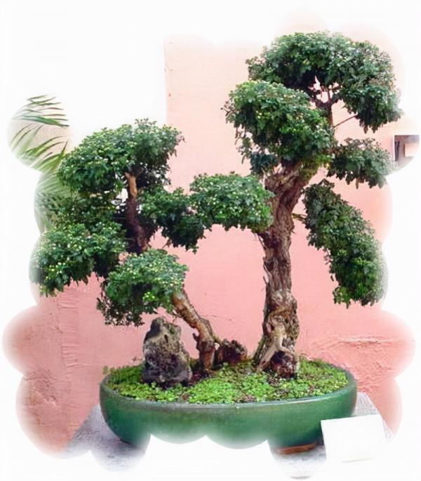 盆景中的“勢”歸納為四德六忌 盆景中的“勢”歸納為四德六忌