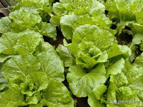 大白菜能否高產穩產，就看定苗後怎麼做，老菜農手把手教你
