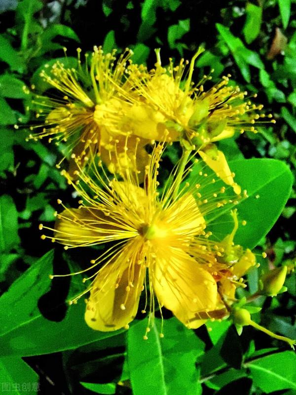 既讓人賞心悅目 又瑰麗多姿的金絲桃 絕對的花中公主