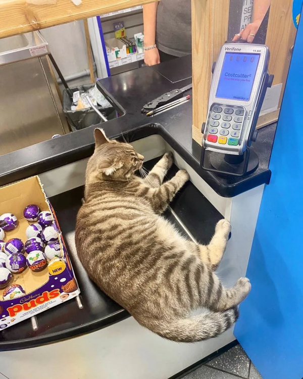 好勤勞的貓貓，小小年紀就出來打工補貼家用了