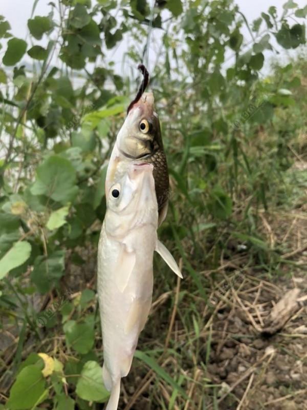 2021垂釣日誌之56,艱辛垂釣路,魚獲足補償 2021垂釣日誌之56,艱辛垂釣路,魚獲足補償