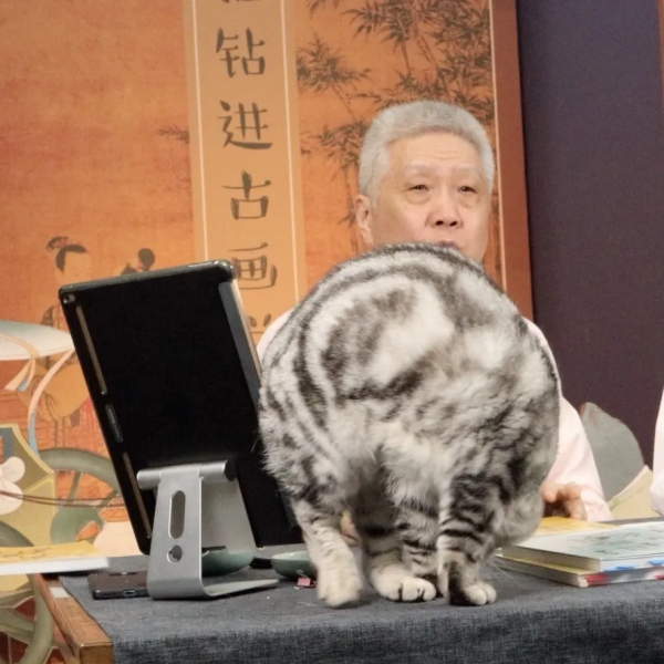 大貓星王情聖的工作日常