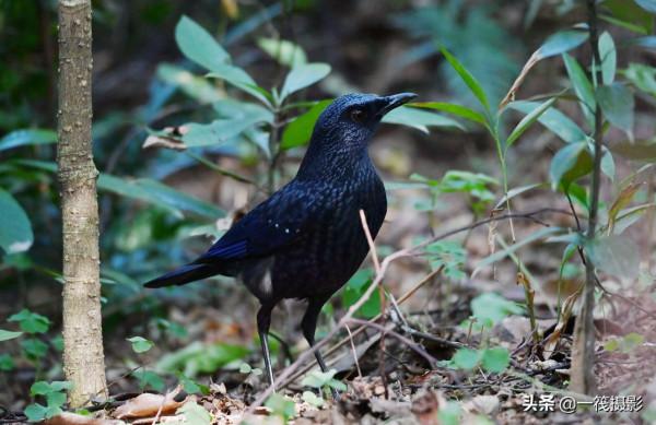 校園候鳥季之——樹木園裡的紫嘯鶇 校園候鳥季之——樹木園裡的紫嘯鶇