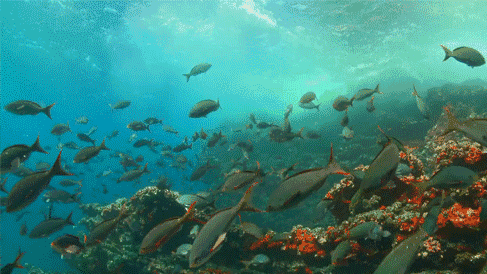 全球唯一隻接待中國公民的海島！比馬代純淨，僅有5萬國人去過