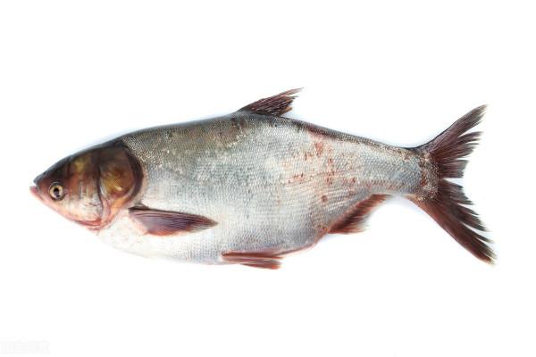 中國的“四大家魚”有哪些？為什麼沒有鯉魚？