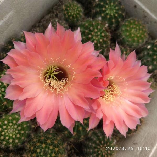 渾身帶刺的仙人掌花,沒想到還是個“花姑娘”,花朵顏值堪比荷花 渾身帶刺的仙人掌花,沒想到還是個“花姑娘”,花朵顏值堪比荷花