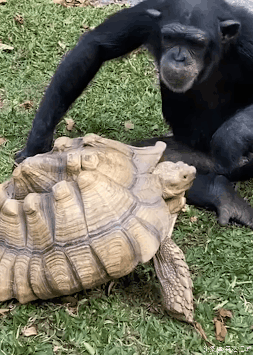 看完這27張圖片才知道，動物們的智商竟然這麼高