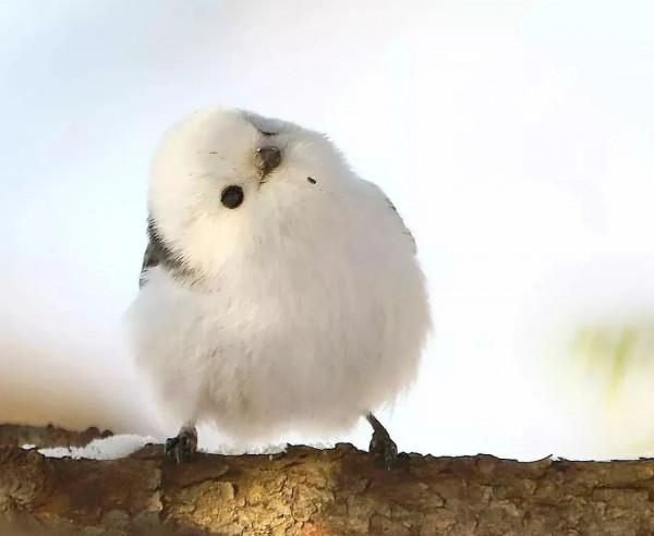 自帶飯勺的小鳥全網刷屏,更獵奇的這些你知道多少? 自帶飯勺的小鳥全網刷屏,更獵奇的這些你知道多少?