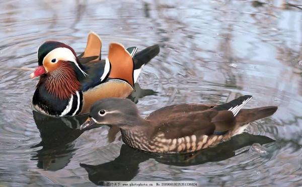 鴛鴦鳥精美圖片