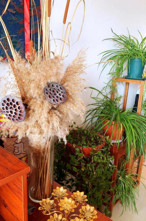 我家的花～剛剛換盆，還在緩秧期間。 圖片全部自拍