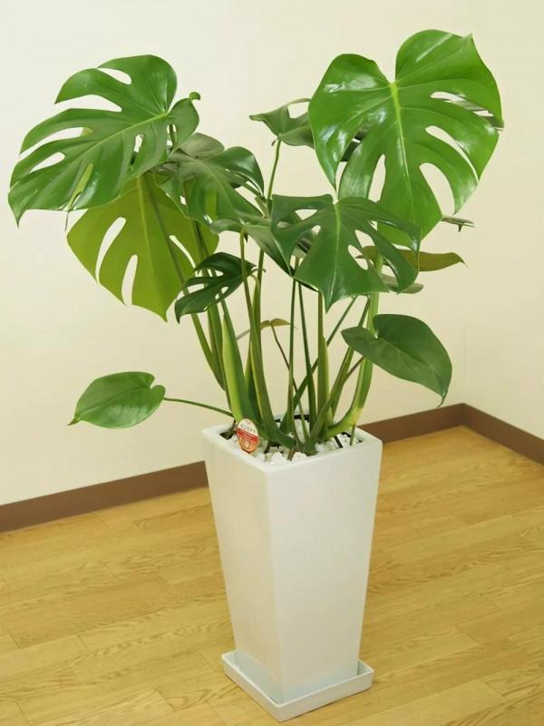 臥室宜擺放的旺財植物