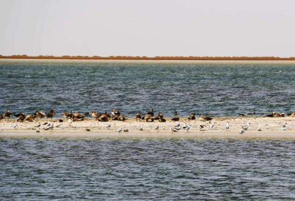 西臺吉乃爾雙色鴨湖（鳥類天堂）