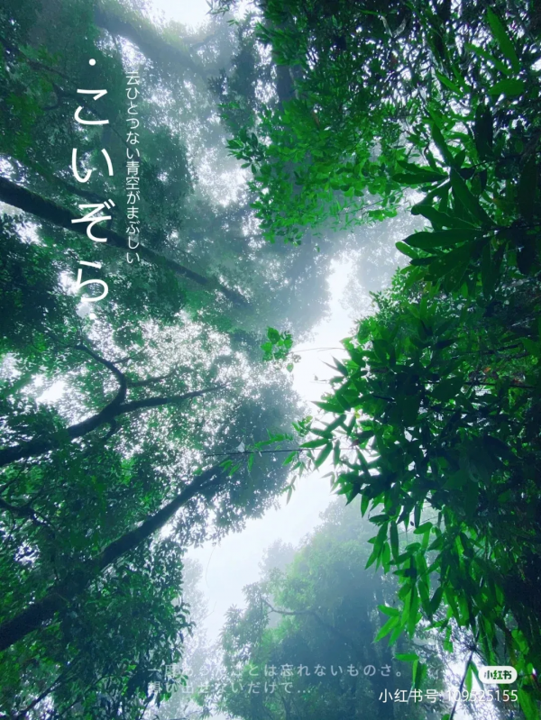 這是旅行博主眼中的屏邊……