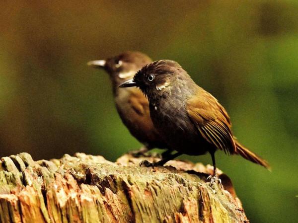弄崗穗鶥是用中國地名命名的鳥,目前仍然僅存中國 弄崗穗鶥是用中國地名命名的鳥,目前仍然僅存中國